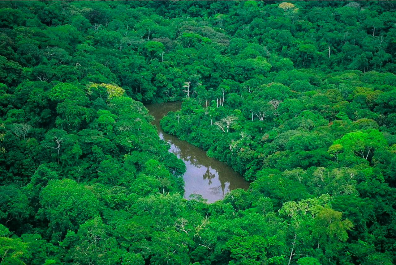 Forêt du Moyen-Ogooué