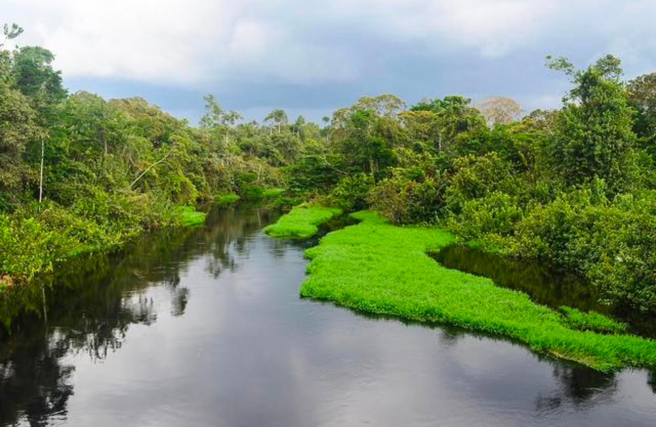 Rivière dans la forêt gabonaise